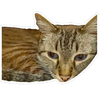 🫥 emoji Чипулик Telegram sticker 7 of 18