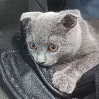🌟 emoji боня мой Telegram sticker 5 of 64