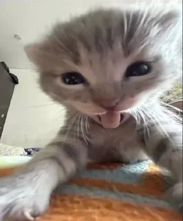 🌟 emoji Смешни Котеки Telegram sticker 12 of 72