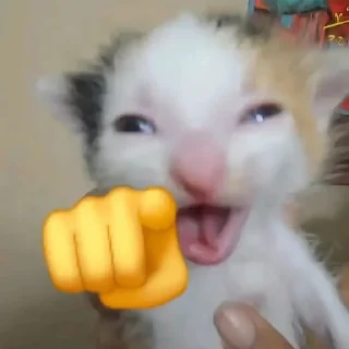 🌟 emoji Смешни Котеки Telegram sticker 22 of 72
