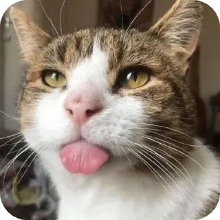 🌟 emoji Смешни Котеки Telegram sticker 3 of 72