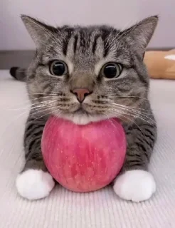 🌟 emoji Смешни Котеки Telegram sticker 7 of 72