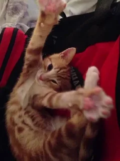 🌟 emoji Смешни Котеки Telegram sticker 8 of 72