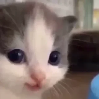 🌟 emoji Смешни Котеки Telegram sticker 13 of 72