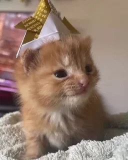 🌟 emoji Смешни Котеки Telegram sticker 10 of 72