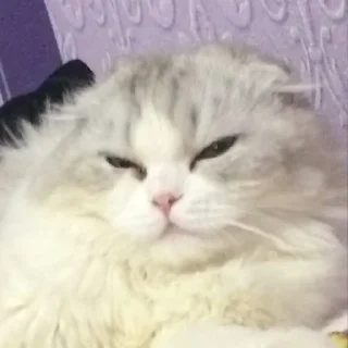 😐 emoji Я ебу собак Telegram sticker 12 of 117