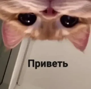 🙃 emoji Я тебя трахну 💖💖💖 @nudhope Telegram sticker 13 of 110
