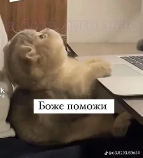 🙏 emoji резня Telegram sticker 7 of 38