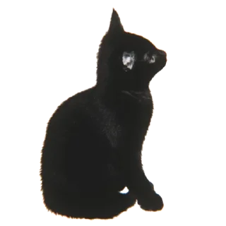 😦 emoji ㅤ╰┈➤ㅤ【🐱】𝐊𝗂𝗍𝗍𝖾𝗇 @sterlosstick Telegram sticker 3 of 30