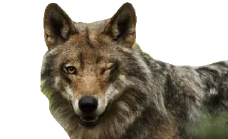 😚 emoji Wolf @stickersb2b Telegram sticker 9 of 16