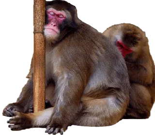 😡 emoji Monkey @TVstickers Telegram sticker 17 of 49