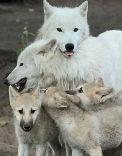 🫂 emoji Волчий стикер-пак 2 Telegram sticker 14 of 19