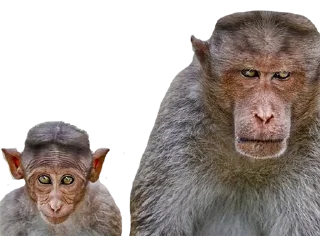 😤 emoji Monkey @TVstickers Telegram sticker 24 of 49