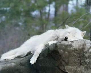 💤 emoji Волчий стикер-пак 2 Telegram sticker 17 of 19
