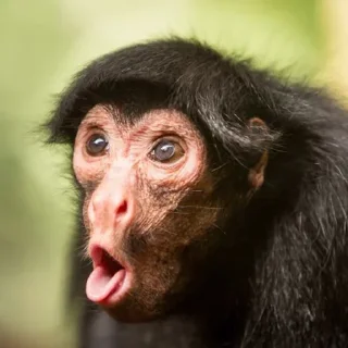 😡 emoji Monkey @TVstickers Telegram sticker 13 of 49