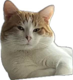 🌟 emoji Вазамат 2.0 Telegram sticker 9 of 58