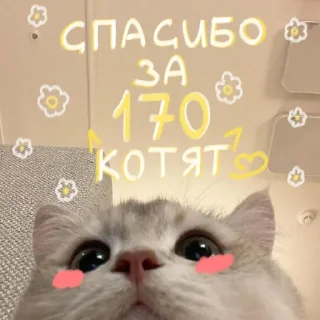 🐱 emoji Premium yes Telegram sticker 19 of 36
