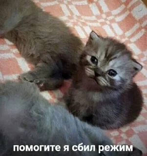 🥶 emoji Няшечки Telegram sticker 21 of 56