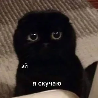 🥺 emoji Котики <3 Telegram sticker 21 of 109