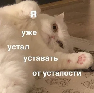🥱 emoji Котики <3 Telegram sticker 17 of 109