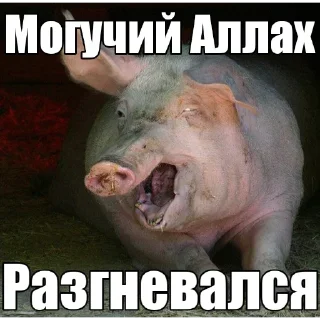 🐷 emoji @Elochniy_Liberal Telegram sticker 15 of 24