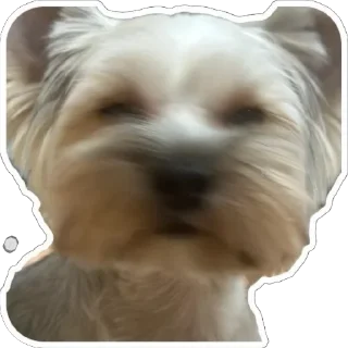🫥 emoji Джо-Джо Telegram sticker 6 of 13