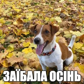 Sticker from Партія пса Патрона @patronsobaka