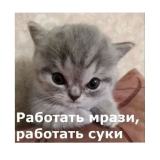 🐱 emoji Русалочки Telegram sticker 19 of 19