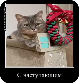 🥳 emoji КОКОА Telegram sticker 7 of 17