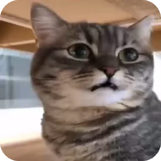 🤨 emoji КОКОА Telegram sticker 15 of 17