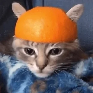 🍊 emoji Всратыши Telegram sticker 13 of 103