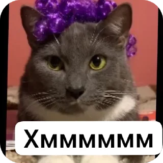 Sticker from Школа котиков