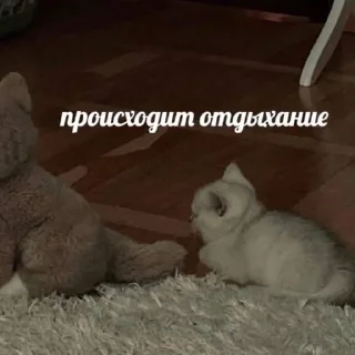 Sticker from Пуськи лапуськи
