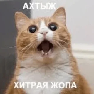 😑 emoji Пуськи Telegram sticker 7 of 64