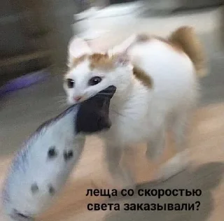 Sticker from Пуськи лапуськи