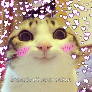 😽 emoji Пуськи лапуськи Telegram sticker 10 of 56
