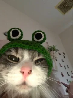 🧐 emoji Пуськи лапуськи Telegram sticker 14 of 56