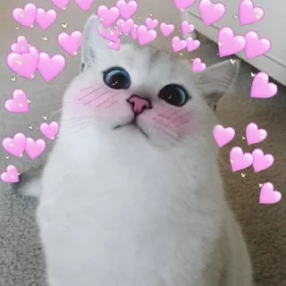 😘 emoji Пуськи лапуськи Telegram sticker 16 of 56