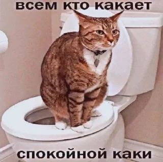😴 emoji Пуськи лапуськи Telegram sticker 19 of 56