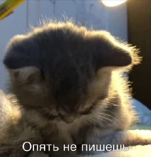 Sticker from что это вообще