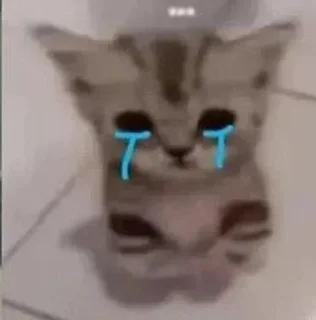 🌟 emoji Мем коты Telegram sticker 23 of 120