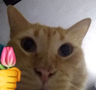 🌟 emoji Мем коты Telegram sticker 14 of 120