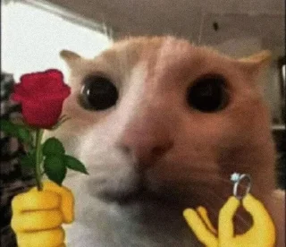 🌟 emoji Мем коты Telegram sticker 11 of 120