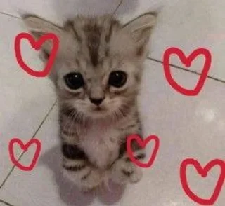 🌟 emoji Мем коты Telegram sticker 13 of 120