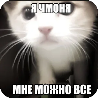 🖼 emoji бобик Telegram sticker 13 of 18