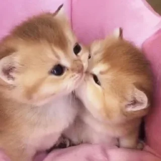 😘 emoji Мемеее Telegram sticker 6 of 11