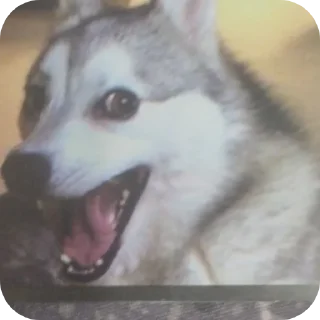 🐶 emoji Мєми Telegram sticker 14 of 29