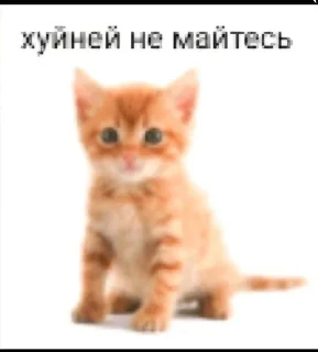 🤗 emoji Котаке Telegram sticker 18 of 57