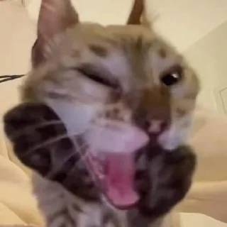 😱 emoji Котеке Telegram sticker 6 of 46