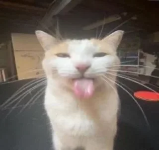 😛 emoji Котеке Telegram sticker 20 of 46